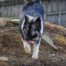 Grimm - Agouti and white male Siberian Husky puppy in Addison, Michigan from Gray Run Siberian Huskies