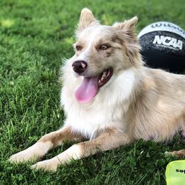 Border Collies from Chappell Breeding