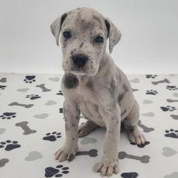 Echo Blue Merle - Merle female Great Dane puppy in Kannapolis, North Carolina from Carolina Great Danes & Toy Poodles