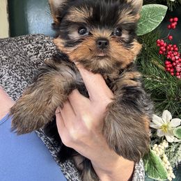 Diamond - Blue and gold female Yorkshire Terrier puppy in Bloomingdale, Georgia from Harrington Yorkies