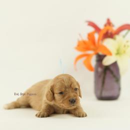 Duchess (Light Blue Collar Female) - Apricot female Cavapoo puppy in Republic, Missouri from Red Skye Puppies