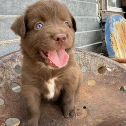 Regan - Red tri female Miniature Australian Shepherd puppy in Godley, Texas from Bradley Kennels