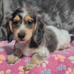 Sierra the Black and Tan Dapple Piebald Girl - Dapple female Dachshund puppy in Pelion, South Carolina from Doitsujin Dachshunds