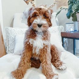 Ember - Goldendoodle
