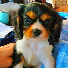 Codorus - Tri-color female Cavalier King Charles Spaniel puppy in Watsontown, Pennsylvania from Huntsman Cavaliers