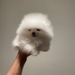 Boy 1 - White Pomeranian puppy in Riverside, California from Swans Nest Pomeranians (IG)