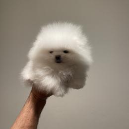 Boy 1 - White Pomeranian puppy in Riverside, California from Swans Nest Pomeranians (IG)