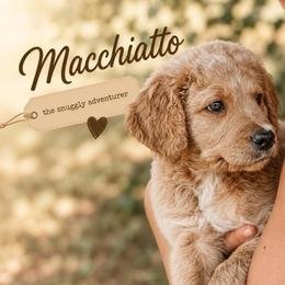 Machiatto - Cream male Goldendoodle puppy in Madison, Georgia from Wildflower Doodles