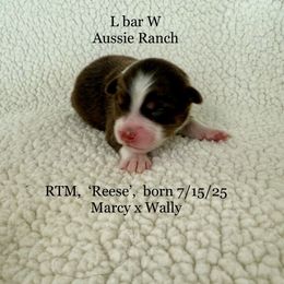 Reese - Red tri male Miniature Australian Shepherd puppy in Midway, Texas from L Bar W Aussie Ranch