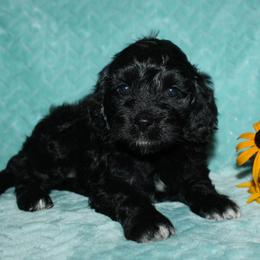 Ebony - Black female Cockapoo puppy in Dornsife, Pennsylvania from Schaible Family Puppies