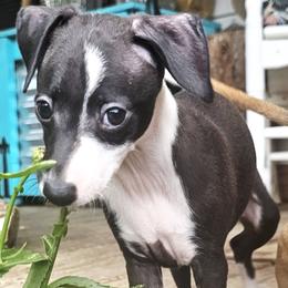 Money Moves - Black male Italian Greyhound puppy in Cadwell, Georgia from All The DoDa Day Italian Greyhounds
