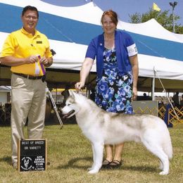 Siberian Huskies from Bralin Siberians