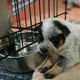 Australian Cattle Dog Puppies from Lakota Australian Cattle Dogs