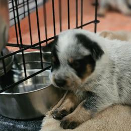 Australian Cattle Dog Puppies from Lakota Australian Cattle Dogs