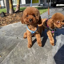 Y Y - Poodle