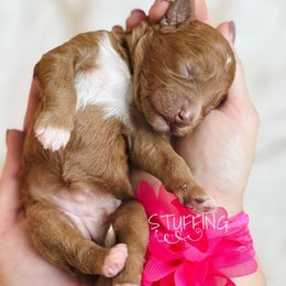 Stuffing - Red  female Goldendoodle puppy in Naples, Florida from Paradise Coast Doodles