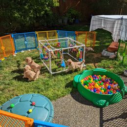 Golden Retriever Puppies from Sola Mae's Goldens