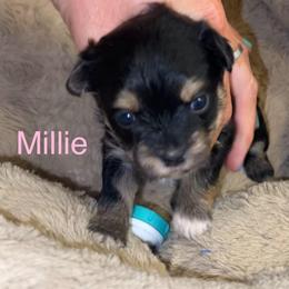 Millie (pink collar) - Black & tan tri-color female Morkie puppy in Seneca, Missouri from M.Y. Morkies and Yorkies
