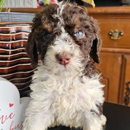 Green Collar Male - Parti male Poodle puppy in Tehama County, California from Hals Pals K9s