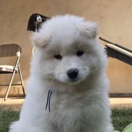 Johnny Blue - White and biscuit male Samoyed puppy in Fallbrook, California from Bruin Samoyeds