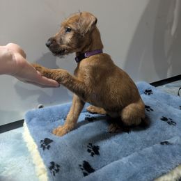 Kiko - Red female Irish Terrier puppy in Spring Valley, Minnesota from Back Country Terriers