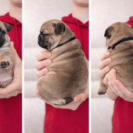 Cashew - Fawn and white male French Bulldog puppy in Tenino, Washington from Barkumentary Bulldogs (frenchie breeder)