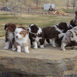 Australian Shepherd Puppies from Big Sky Aussies