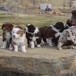 Australian Shepherd Puppies from Big Sky Aussies