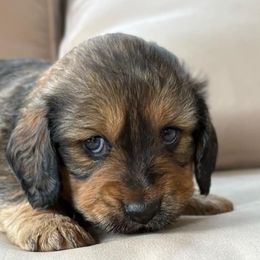 Bernard - Red male Dachshund puppy in Massies Mill, Virginia from Pigeon Hill Dachshunds