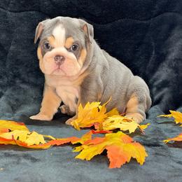 Marsha - Lilac tri-color female Bulldog puppy in Lakeland, Florida from Strickly Bulldogs