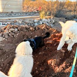 Great Pyrenees Puppies from Outlaw Acres Kennels