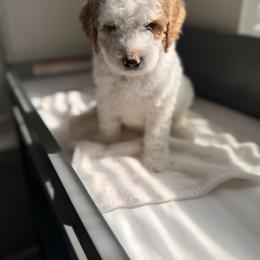 Cavapoo and Goldendoodle Puppies from Dori