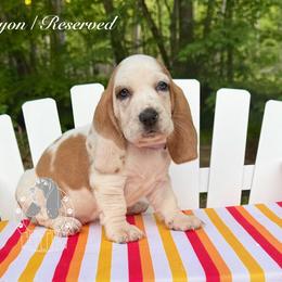Canyon - Mahogany and white female Basset Hound puppy in Dingess, West Virginia from Tuckers' Howling Hounds