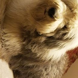 Bernedoodles, Old English Sheepdogs, and Sheepadoodles from American Doodles