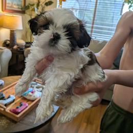 Shih Tzu Puppies from Jenny Switzer
