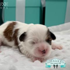 Morkie and Shorkie Puppies from Lil Luxe Pups
