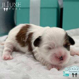 Morkie and Shorkie Puppies from Lil Luxe Pups