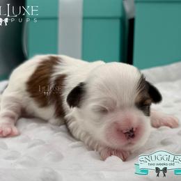 Morkie and Shorkie Puppies from Lil Luxe Pups