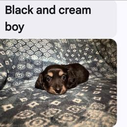 Boy 2 - Black and cream male Dachshund puppy in Snow Camp, North Carolina from V's Southern Angels