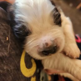 Saint Bernard Puppies from Amber's Saint Bernards