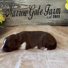 Girl 4 - White and red female Border Collie puppy in Moody, Texas from Narrow Gate Farm