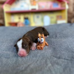 Pretzel - Red tri male Miniature Australian Shepherd puppy in Queen Creek, Arizona from Arizona Aussies