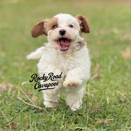 Patch - Blenheim male Cavapoo puppy in Nashville, Arkansas from Rocky Road Puppies