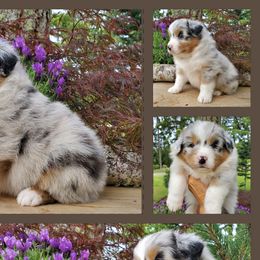 Stride - Blue merle Australian Shepherd puppy in Olympia, Washington from Echelon Australian Shepherds