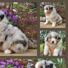 Stride - Blue merle Australian Shepherd puppy in Olympia, Washington from Echelon Australian Shepherds
