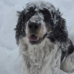 Francie - English Springer Spaniel