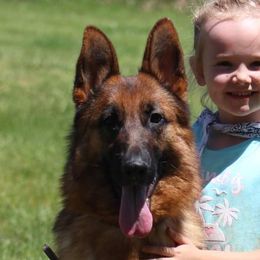 Tarot - German Shepherd