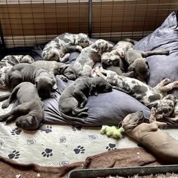 Great Dane Puppies from Starlight Danes