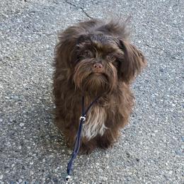 Koda - Mi-Ki