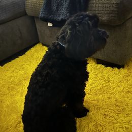 Aspen - Cavapoo